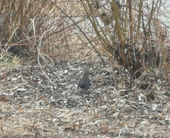Turdus merula