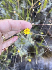 Ursinia punctata