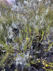 Ursinia punctata