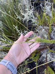 Ursinia punctata