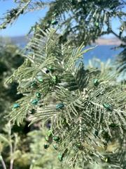 Diphucephala