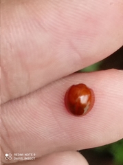 Chilocorus politus