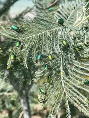 Diphucephala