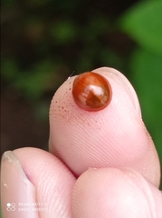 Chilocorus politus