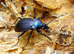 Carabus arvensis