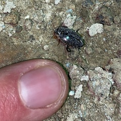 Thermonectus basillaris basillaris