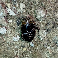 Thermonectus basillaris basillaris