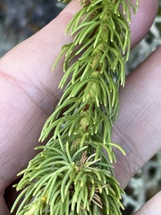 Ursinia punctata