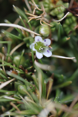 Arenaria rivularis (Arenaria rivularis)