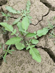 Rorippa indica