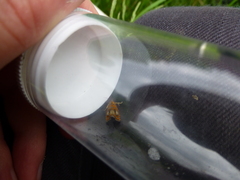 Olethreutes arcuella