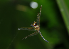 Hydrobasileus brevistylus