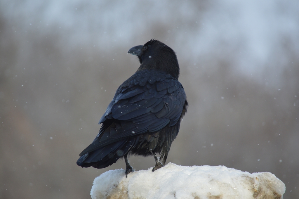 iNaturalist.org. Д.Александрова,г.Чебоксары Чувашия, февраль 2023
