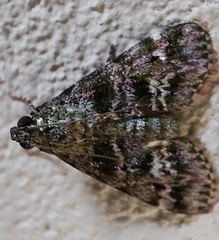 Orthaga thyrisalis