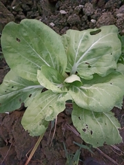 Brassica juncea