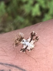 Pephricus