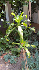Dracaena fragrans