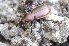 Carabus arvensis