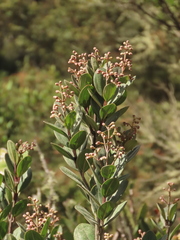 Miconia ligustrina