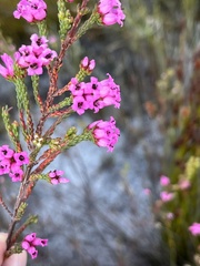 Erica daphniflora