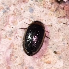 Hydaticus bimarginatus