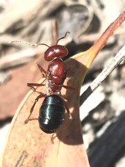 Melophorus aeneovirens