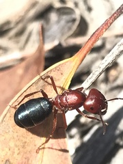 Melophorus aeneovirens