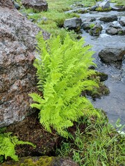Athyrium americanum
