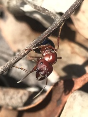 Melophorus aeneovirens