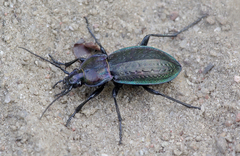 Carabus arvensis