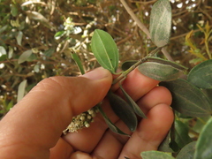 Miconia ligustrina
