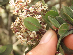Miconia ligustrina