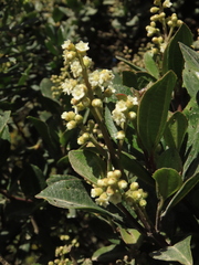 Miconia ligustrina