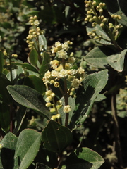 Miconia ligustrina