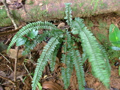 Asplenium lunulatum