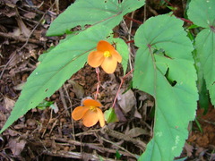 Begonia sutherlandii