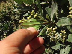 Miconia ligustrina