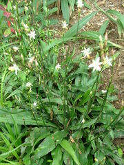 Chlorophytum comosum