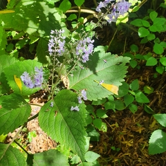 Plectranthus fruticosus