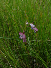 Eulophia zeyheriana