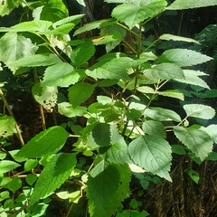 Plectranthus fruticosus