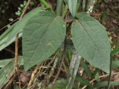 Mikania aristei