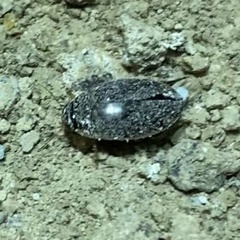 Thermonectus basillaris basillaris