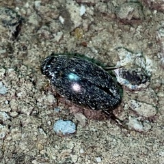 Thermonectus basillaris basillaris