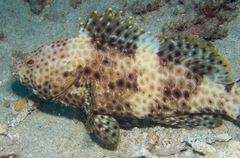 Epinephelus