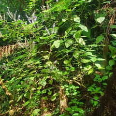 Plectranthus fruticosus