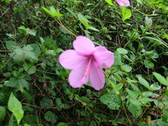 Hibiscus pedunculatus