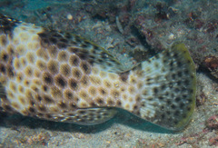 Epinephelus