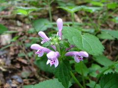 Stachys tubulosa