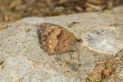 Pyronia cecilia